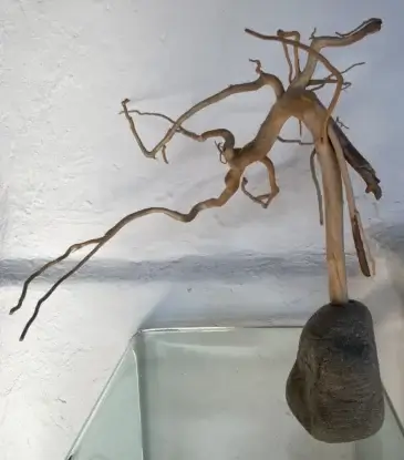 Wilfried Laufenberg - Ebereschewurzel aus Steinatal Ziegenhain