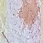 Dekoratives Bild schwebend neben Text