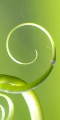 Dekoratives Bild schwebend neben Text