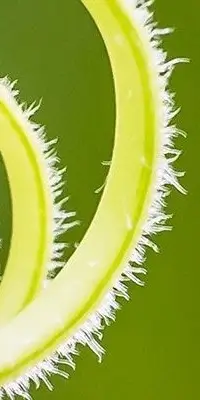 Dekoratives Bild schwebend neben Text
