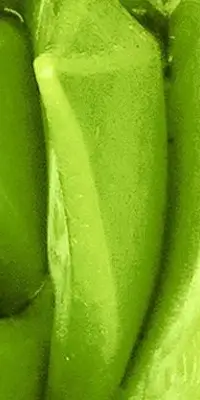 Dekoratives Bild schwebend neben Text